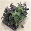 SOLANUM 12 CM ULEANUM 1X12
